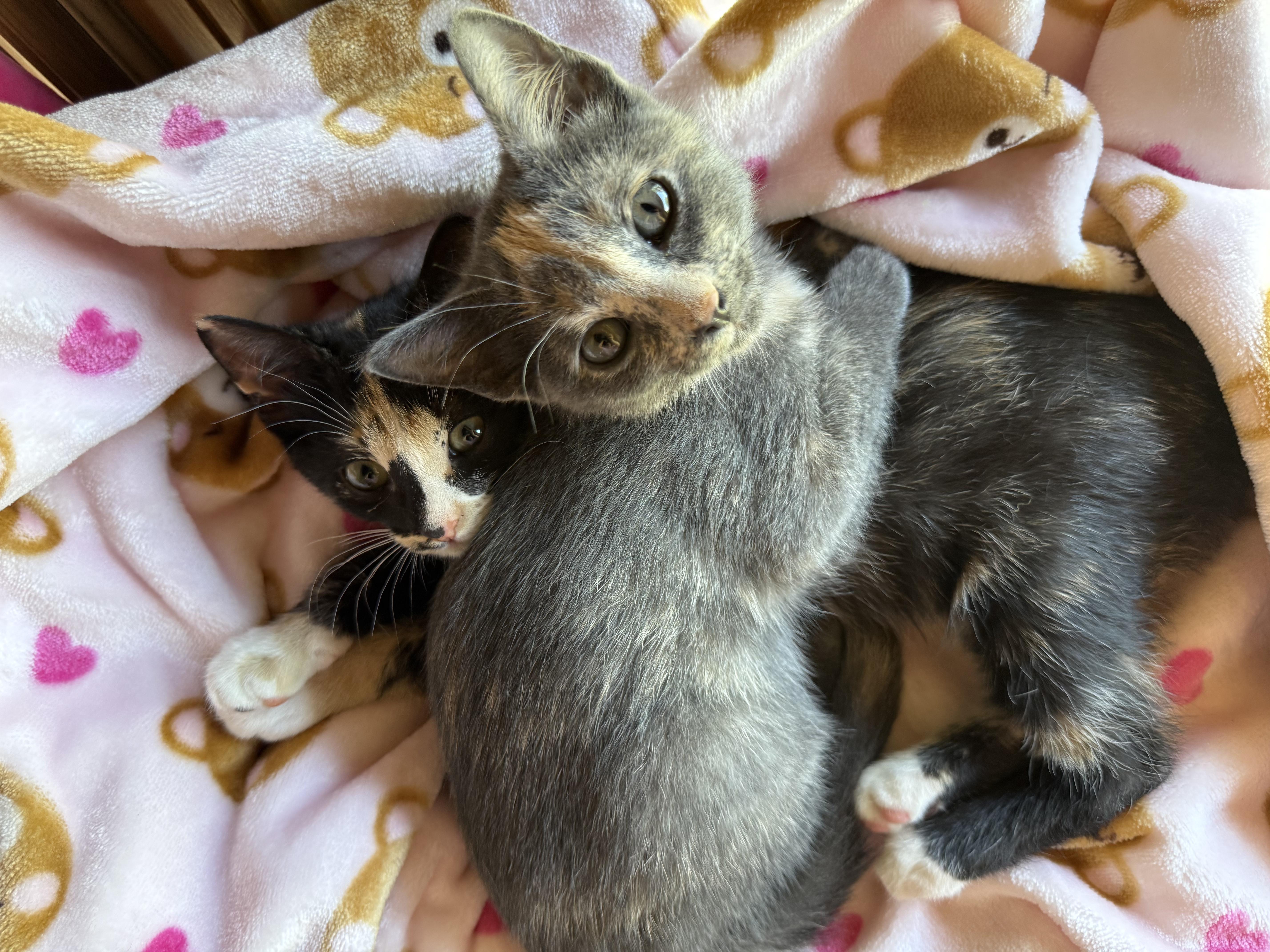 Enlarge TIRAMISU & MINI MUFFIN, a Adopted Domestic Short Hair in Owatonna, MN image 2/4