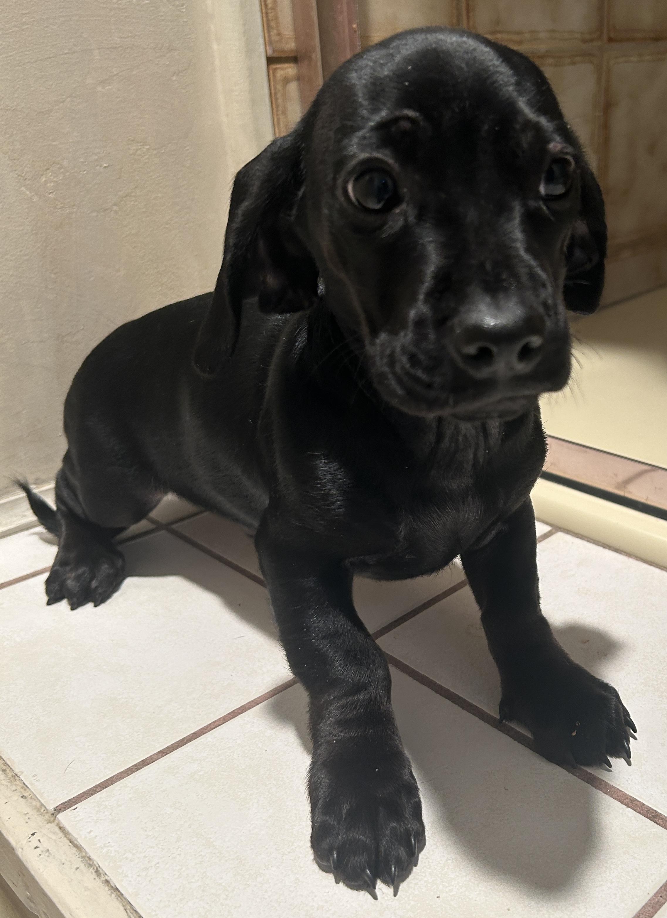 Enlarge WILLIS , a ADOPTABLE mixed breed in El Cajon, CA image 1/6