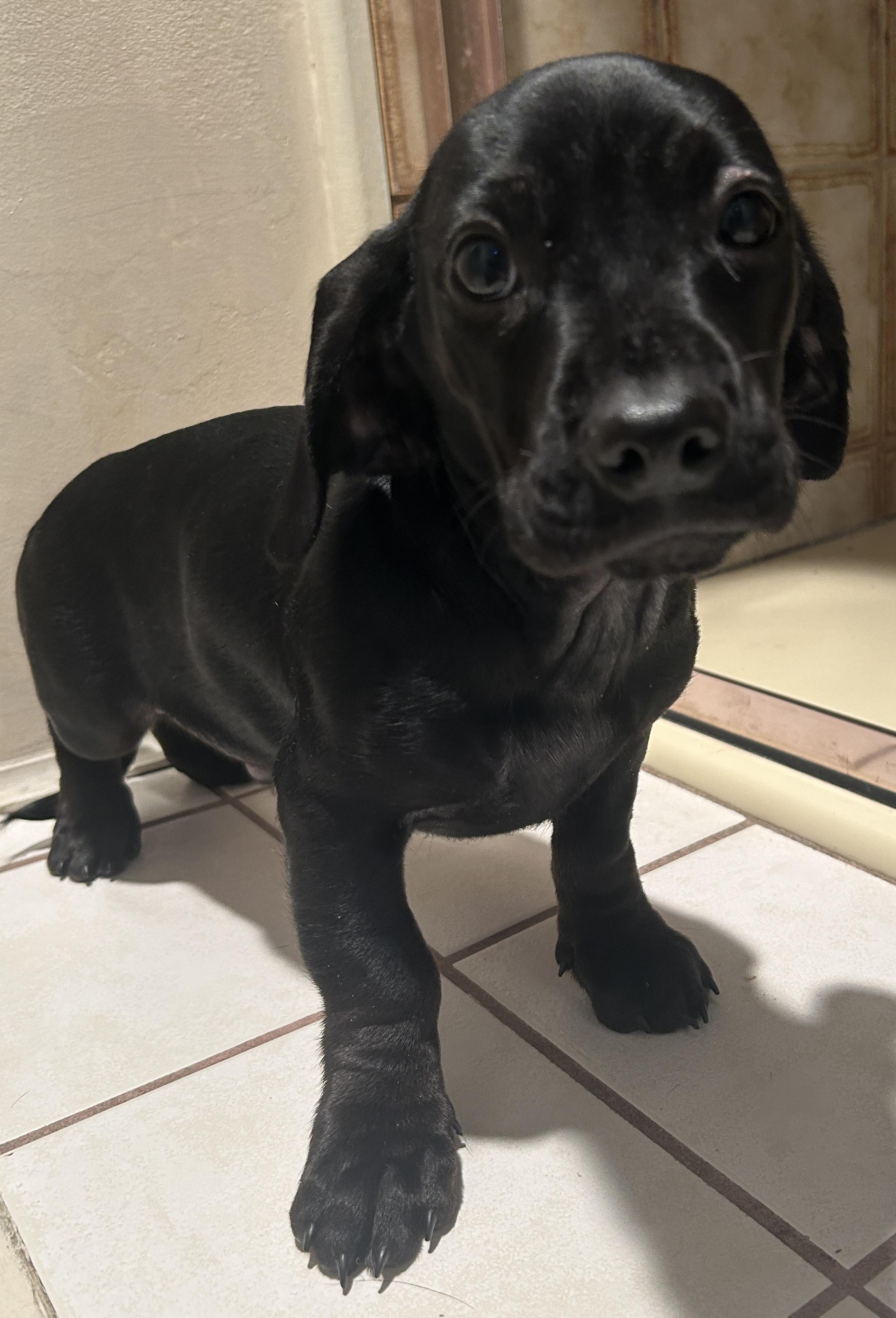 Enlarge WILLIS , a ADOPTABLE mixed breed in El Cajon, CA image 3/6