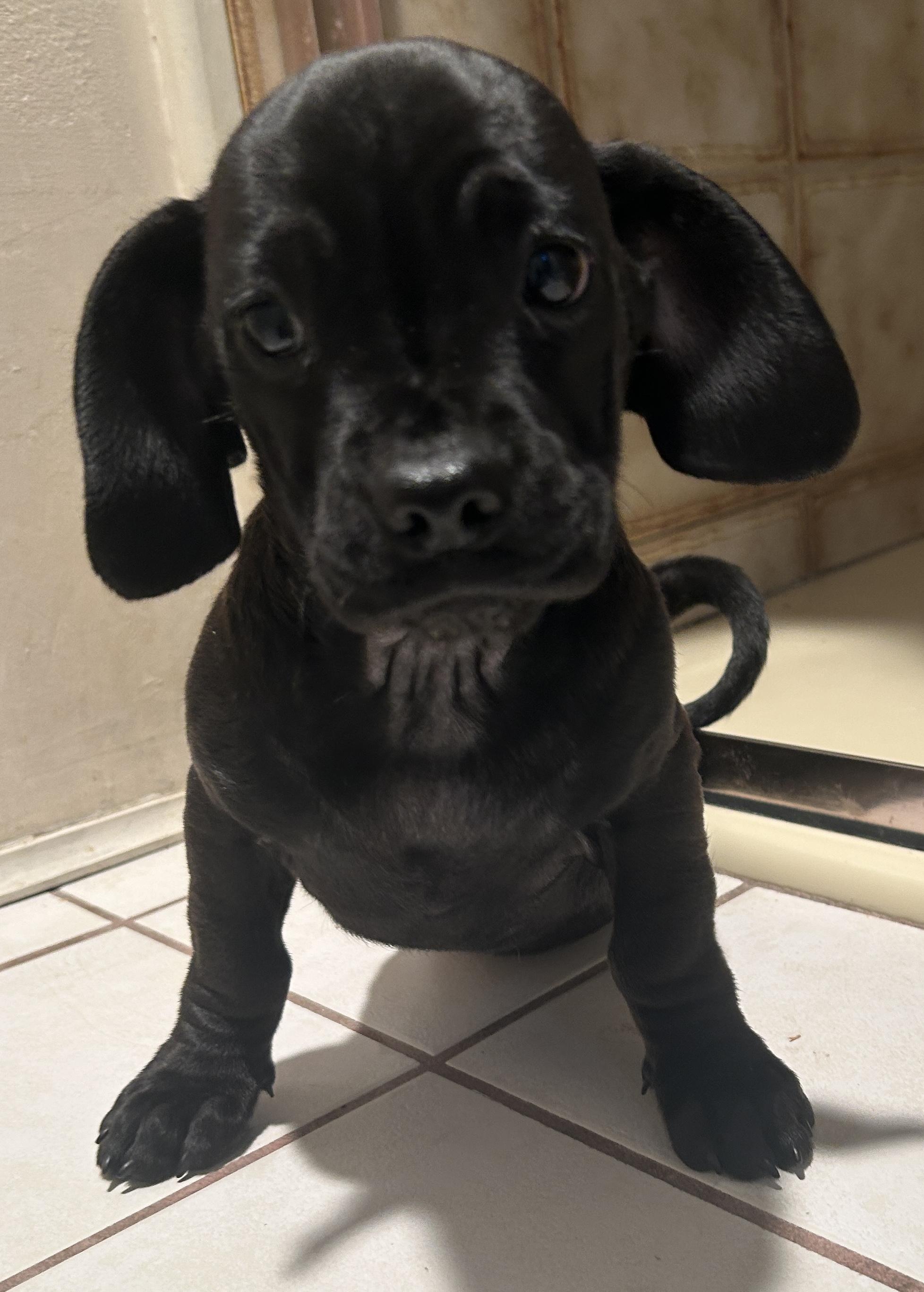 Enlarge WILLIS , a ADOPTABLE mixed breed in El Cajon, CA image 4/6