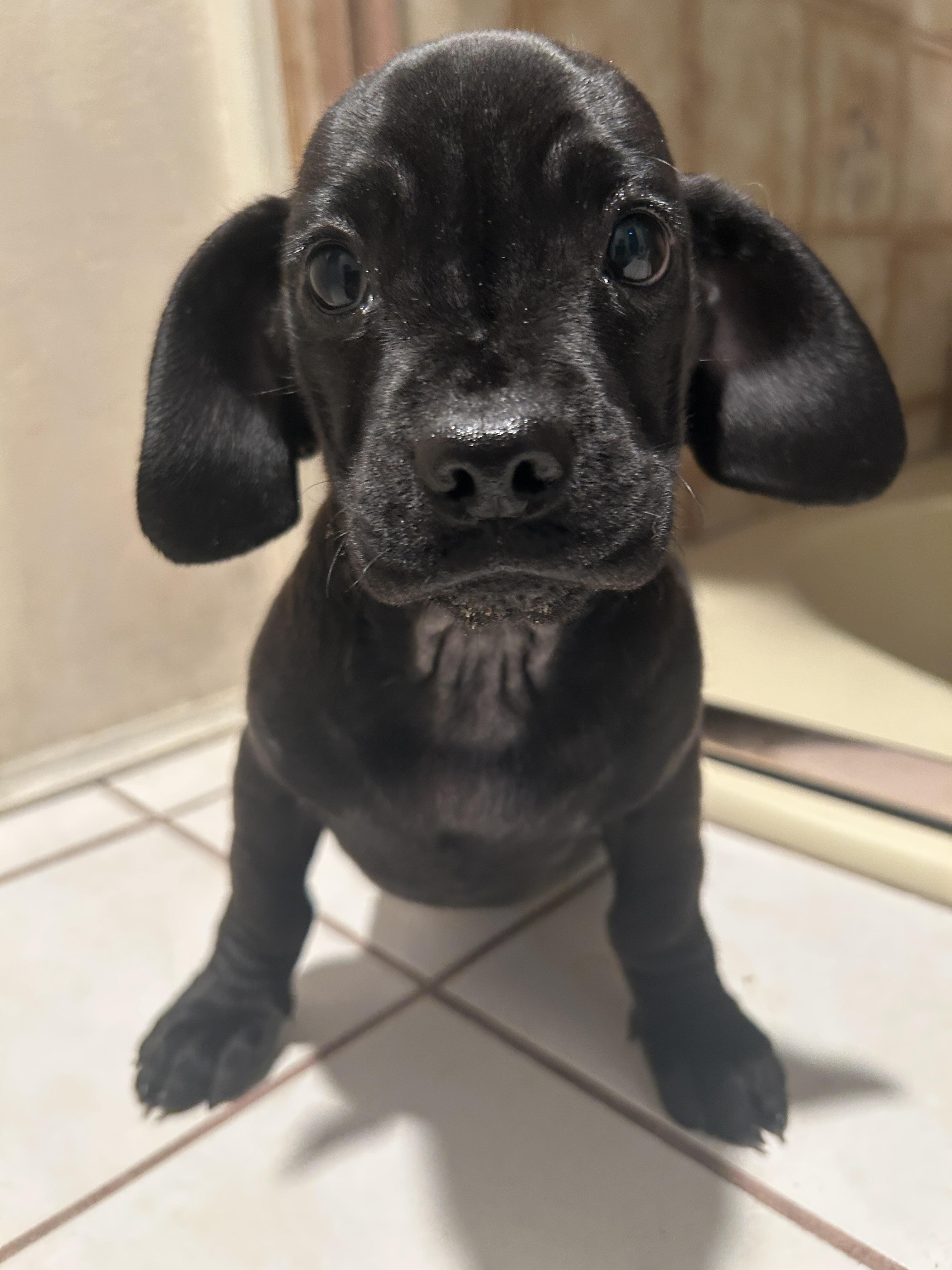 Enlarge WILLIS , a ADOPTABLE mixed breed in El Cajon, CA image 5/6