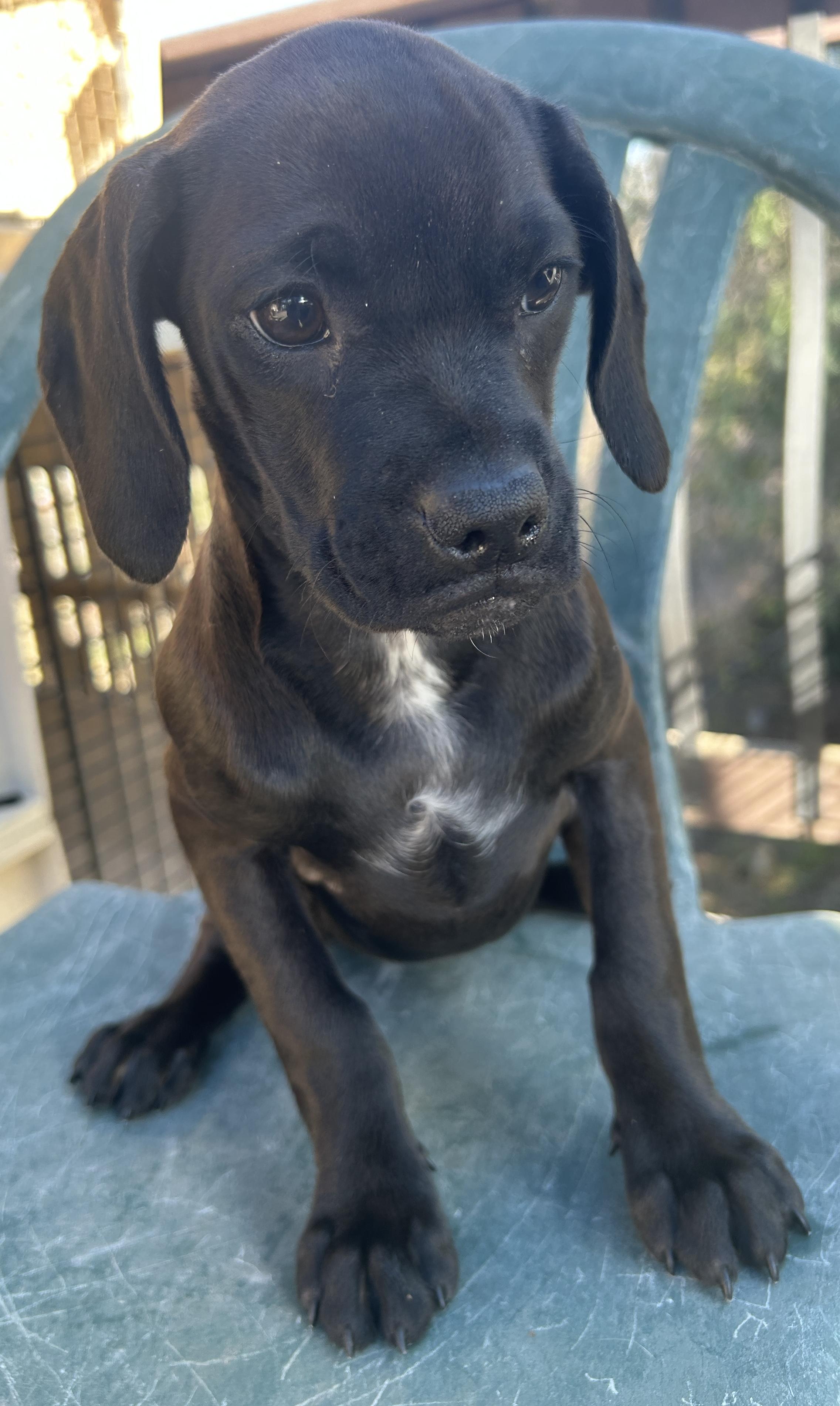 Enlarge WILLIS , a ADOPTABLE mixed breed in El Cajon, CA image 6/6