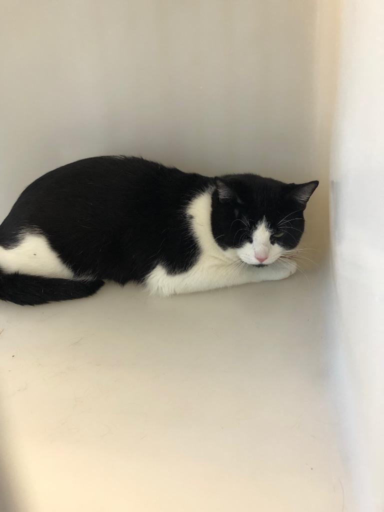 Jedediah, Adoptable, Adult Male Domestic Short Hair.