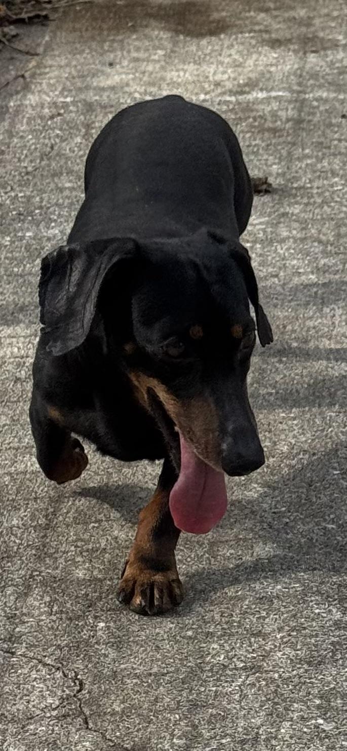 Charlie, ADOPTABLE, Adult Male Dachshund.