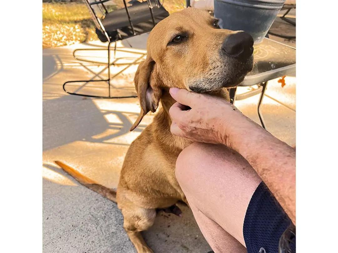 Enlarge Kona (TX), a ADOPTABLE Redbone Coonhound in Terrell, TX image 1/2