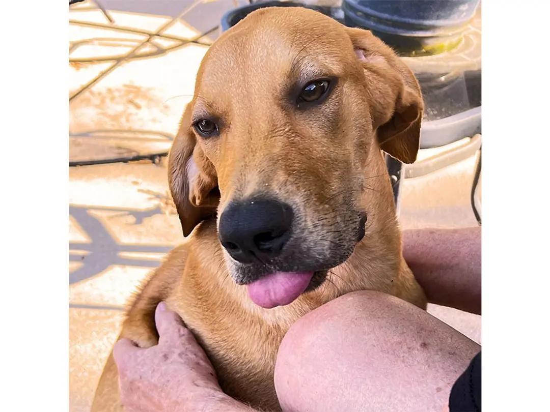 Enlarge Kona (TX), a ADOPTABLE Redbone Coonhound in Terrell, TX image 2/2