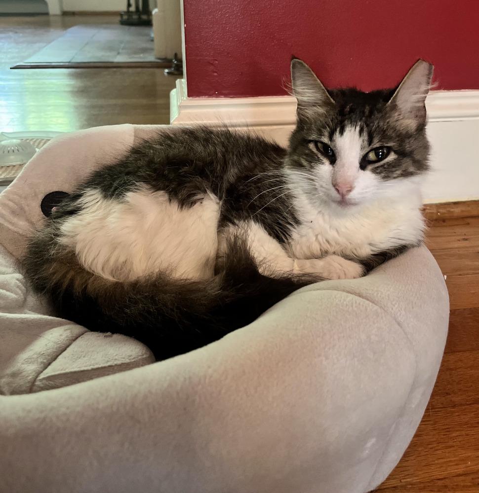 Minx, Adoptable, Young Female Domestic Medium Hair.