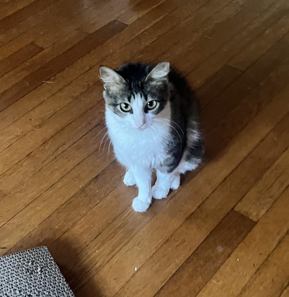 Minx, a Adoptable mixed breed in Wendell, NC image 3/3