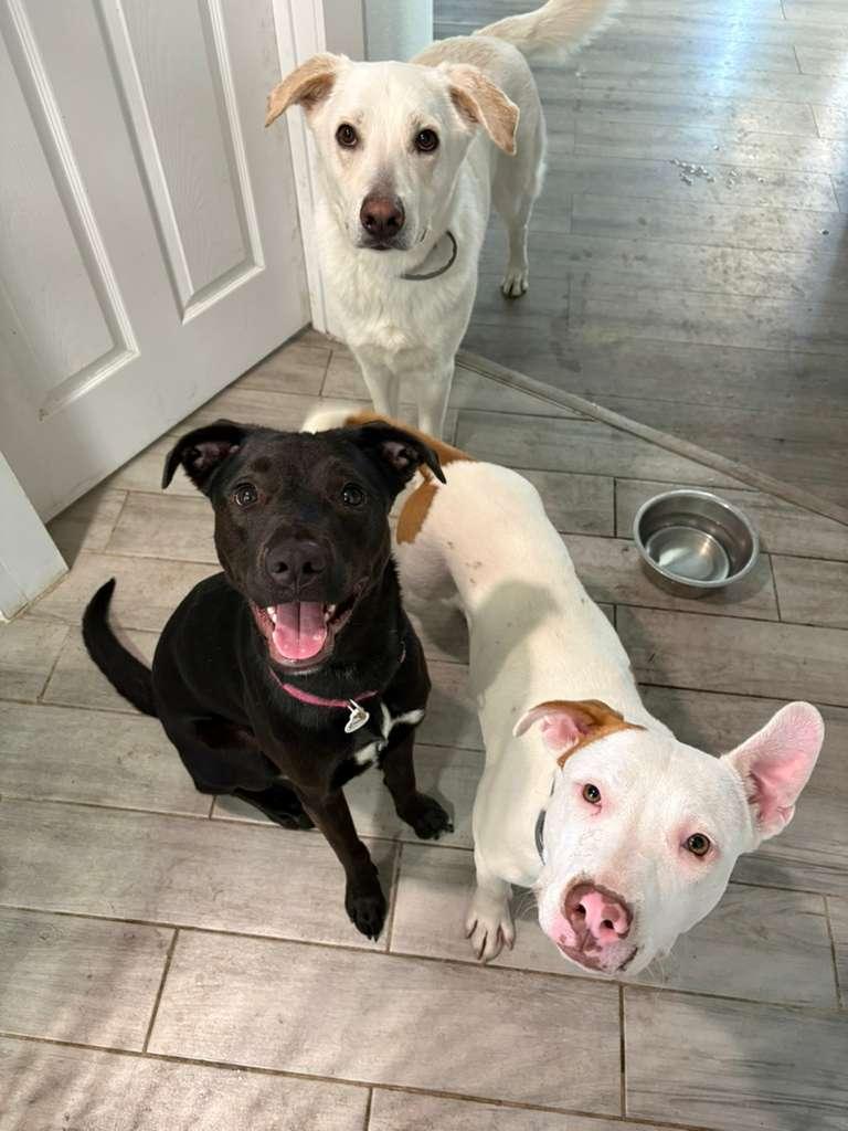 Enlarge Pop Tart, a.k.a PUP Tart, a Adoptable mixed breed in New London, CT image 4/6