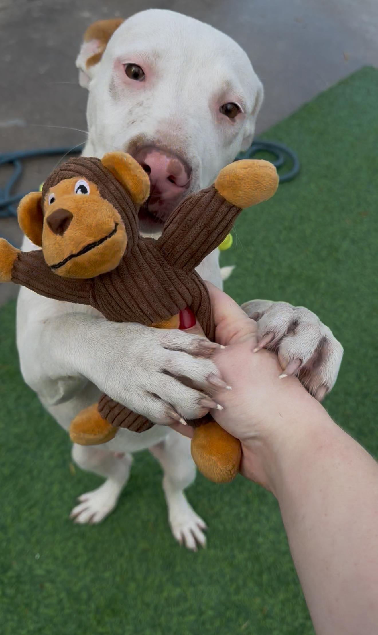 Enlarge Pop Tart, a.k.a PUP Tart, a Adoptable mixed breed in New London, CT image 3/6