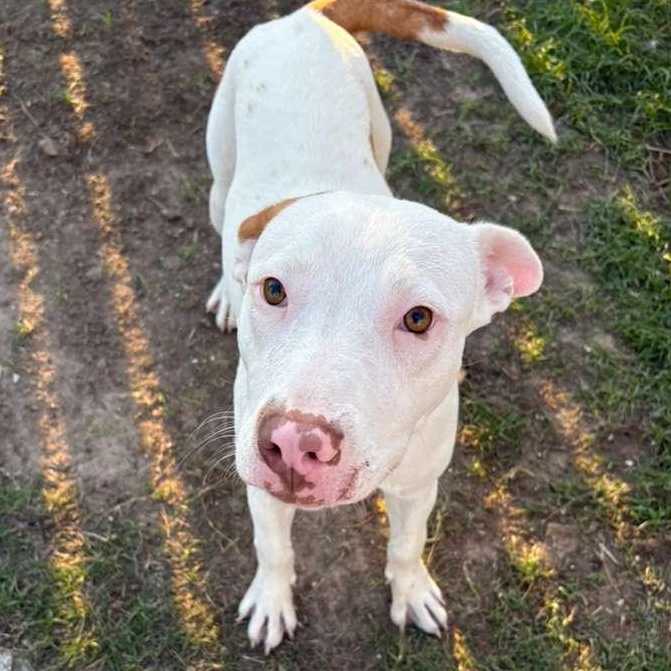 Enlarge Pop Tart, a.k.a PUP Tart, a Adoptable mixed breed in New London, CT image 1/6