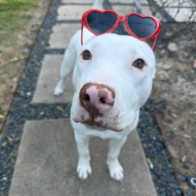 Enlarge Pop Tart, a.k.a PUP Tart, a Adoptable mixed breed in New London, CT image 5/6