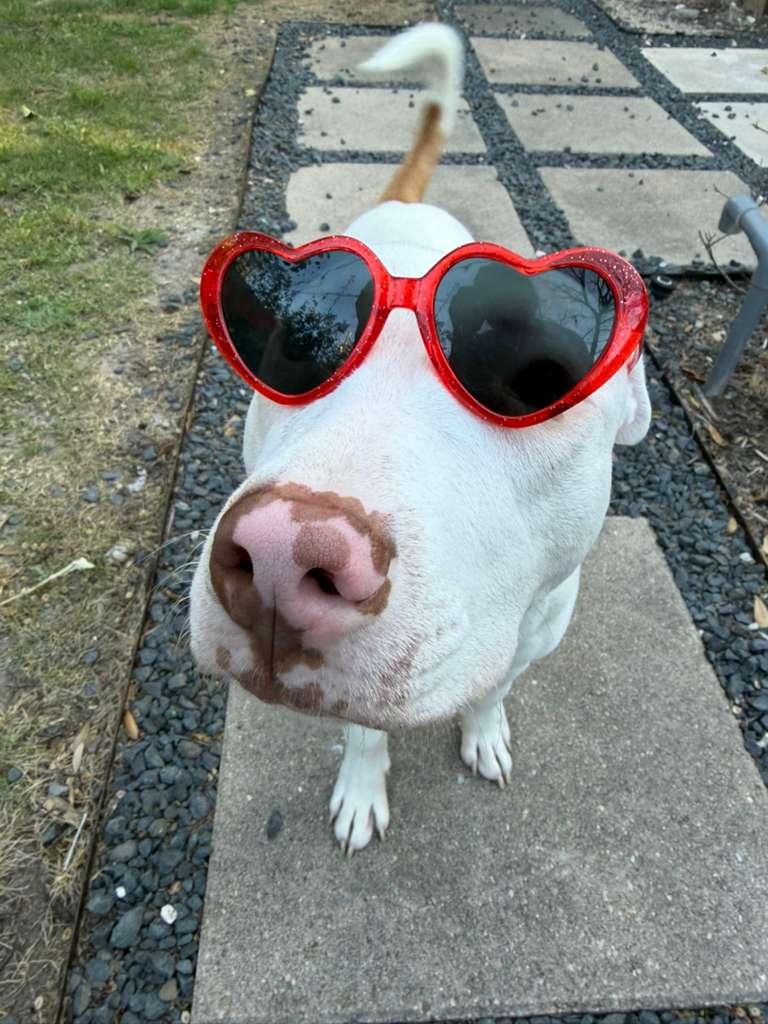 Enlarge Pop Tart, a.k.a PUP Tart, a Adoptable mixed breed in New London, CT image 6/6