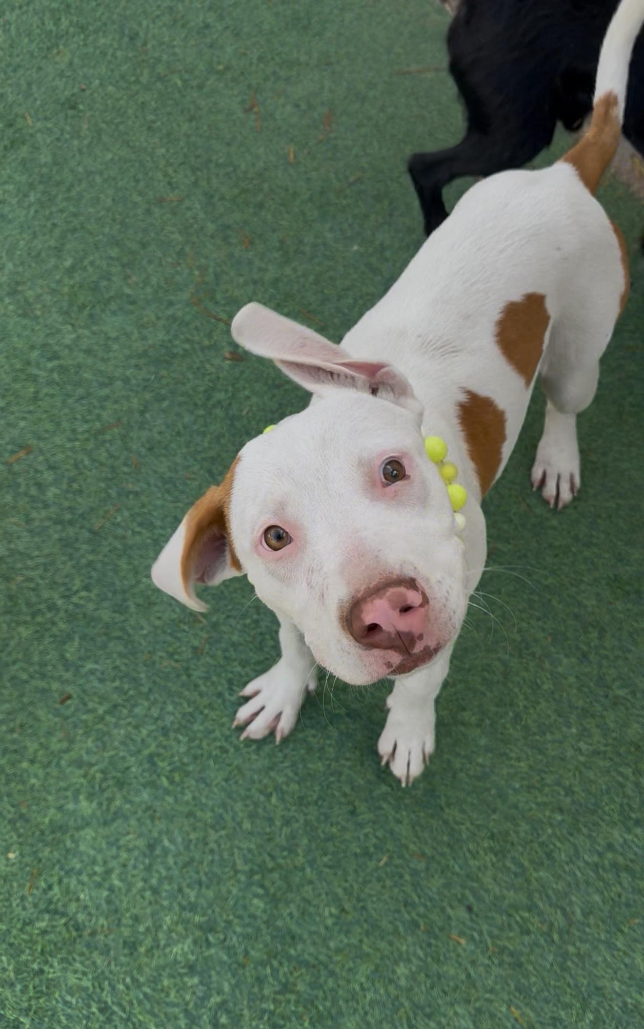 Enlarge Pop Tart, a.k.a PUP Tart, a Adoptable mixed breed in New London, CT image 2/6