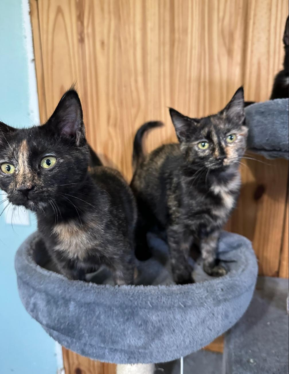 ANNIE & AMELIA, an adopted Domestic Short Hair in Windsor Locks, CT image 1/6