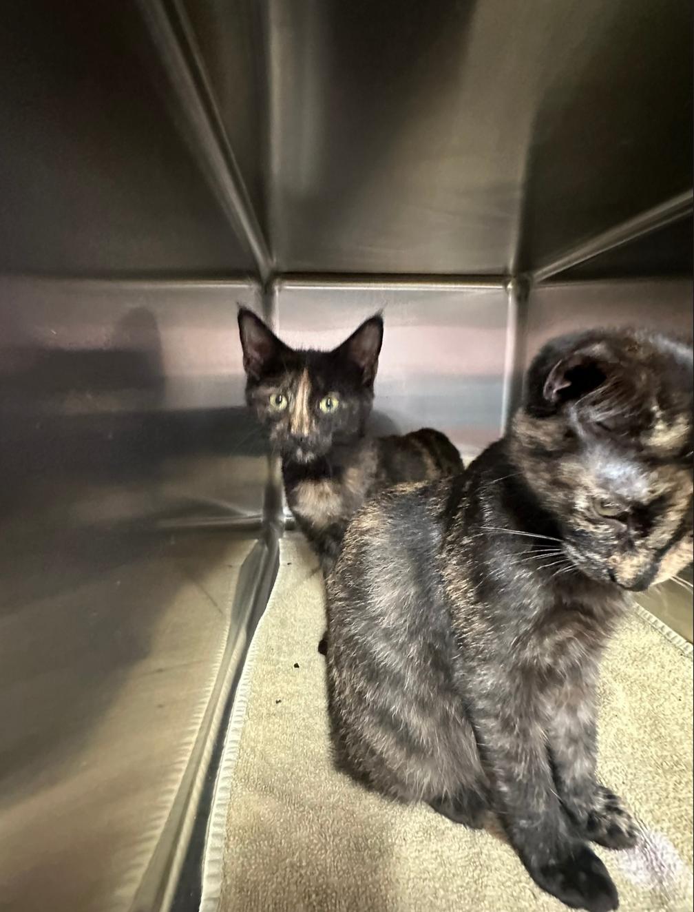 ANNIE & AMELIA, an adopted Domestic Short Hair in Windsor Locks, CT image 6/6