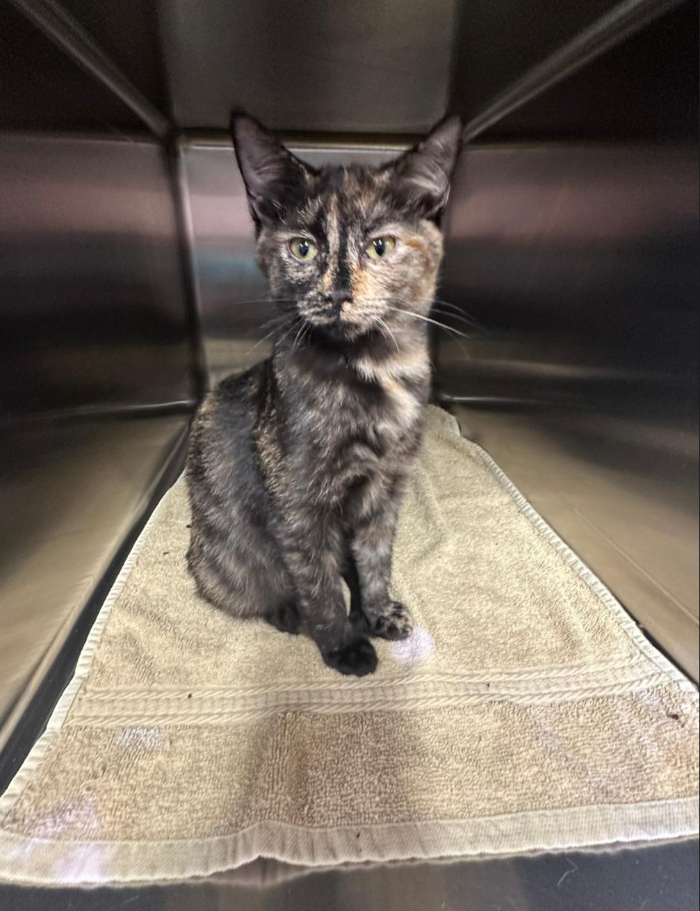 ANNIE & AMELIA, an adopted Domestic Short Hair in Windsor Locks, CT image 3/6