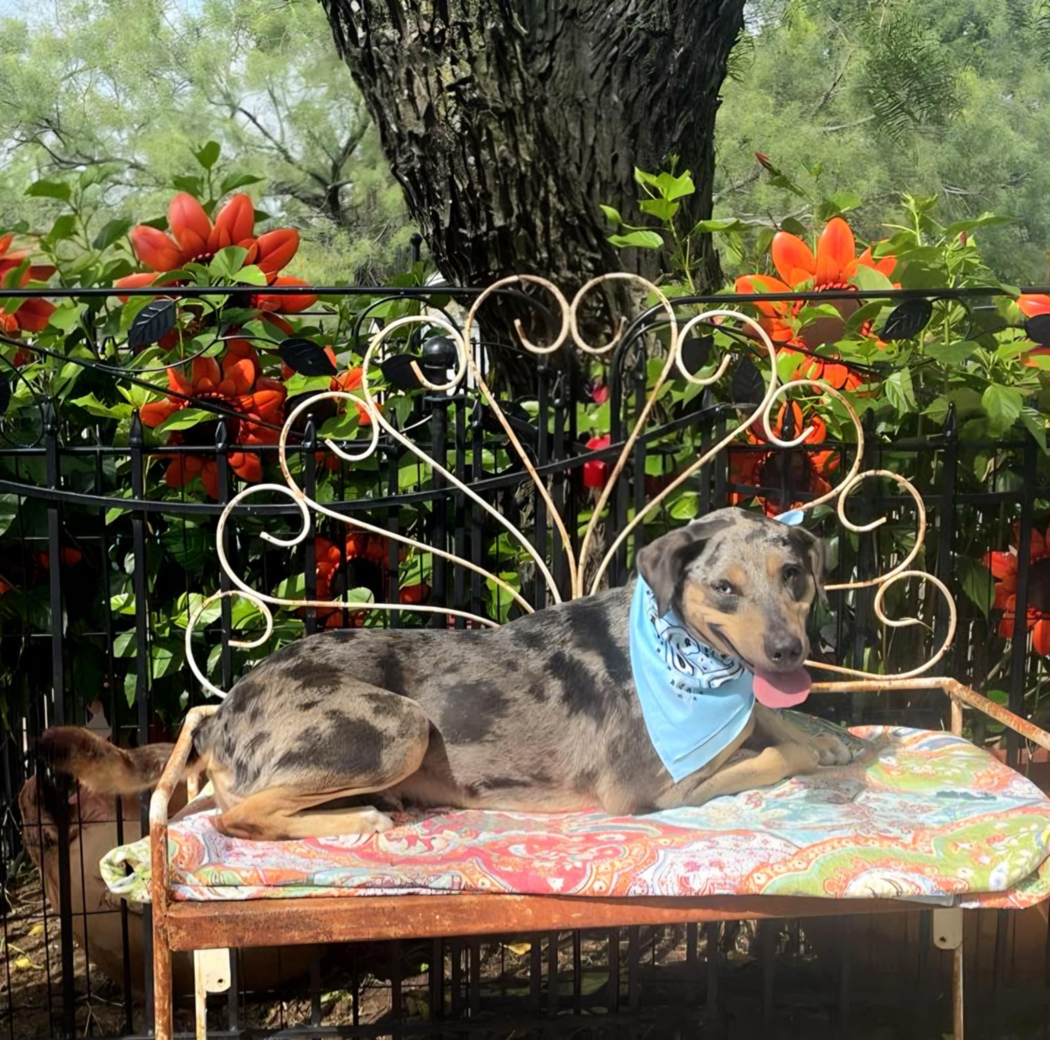 Lacey, Adoptable, Adult Female Catahoula Leopard Dog.