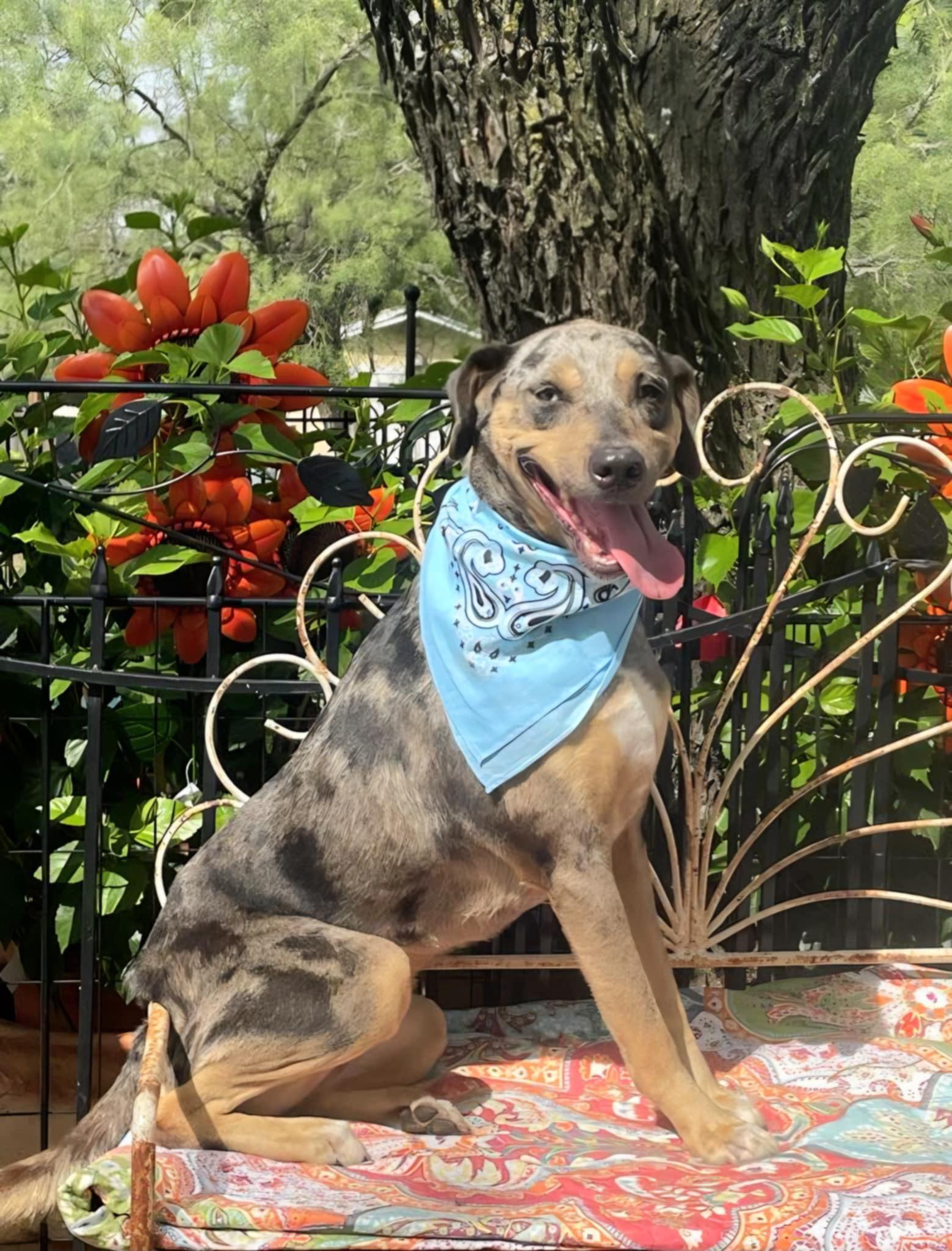 Enlarge Lacey, a Adoptable Catahoula Leopard Dog in Dallas, TX image 2/4