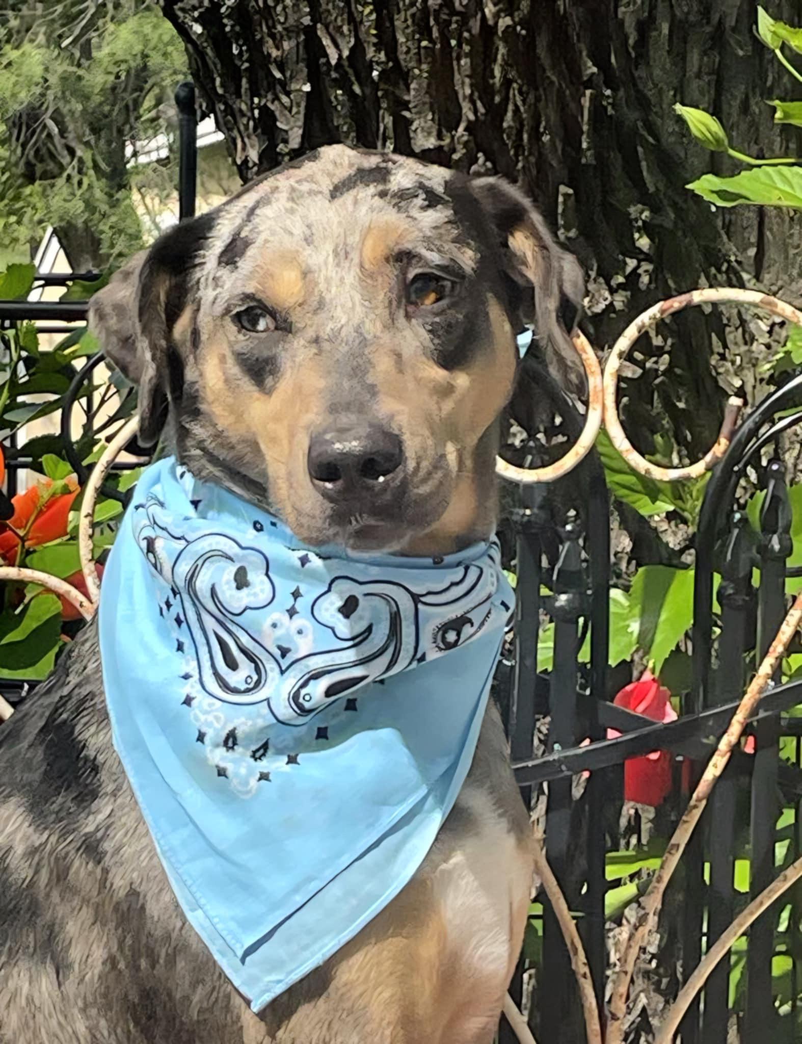 Enlarge Lacey, a Adoptable Catahoula Leopard Dog in Dallas, TX image 3/4