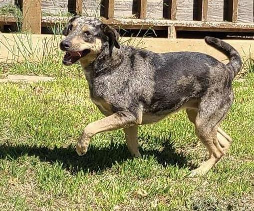 Enlarge Lacey, a Adoptable Catahoula Leopard Dog in Dallas, TX image 4/4