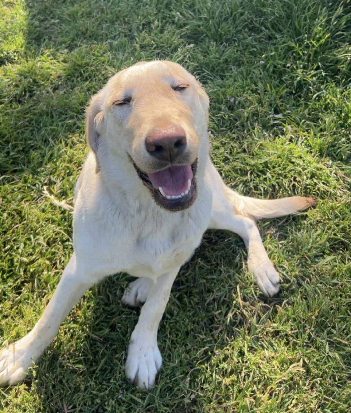 Enlarge Biscuit, a Adoptable Labrador Retriever image 2/2