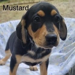 Enlarge Mustard, a Adoptable mixed breed in Albany, NY image 2/2