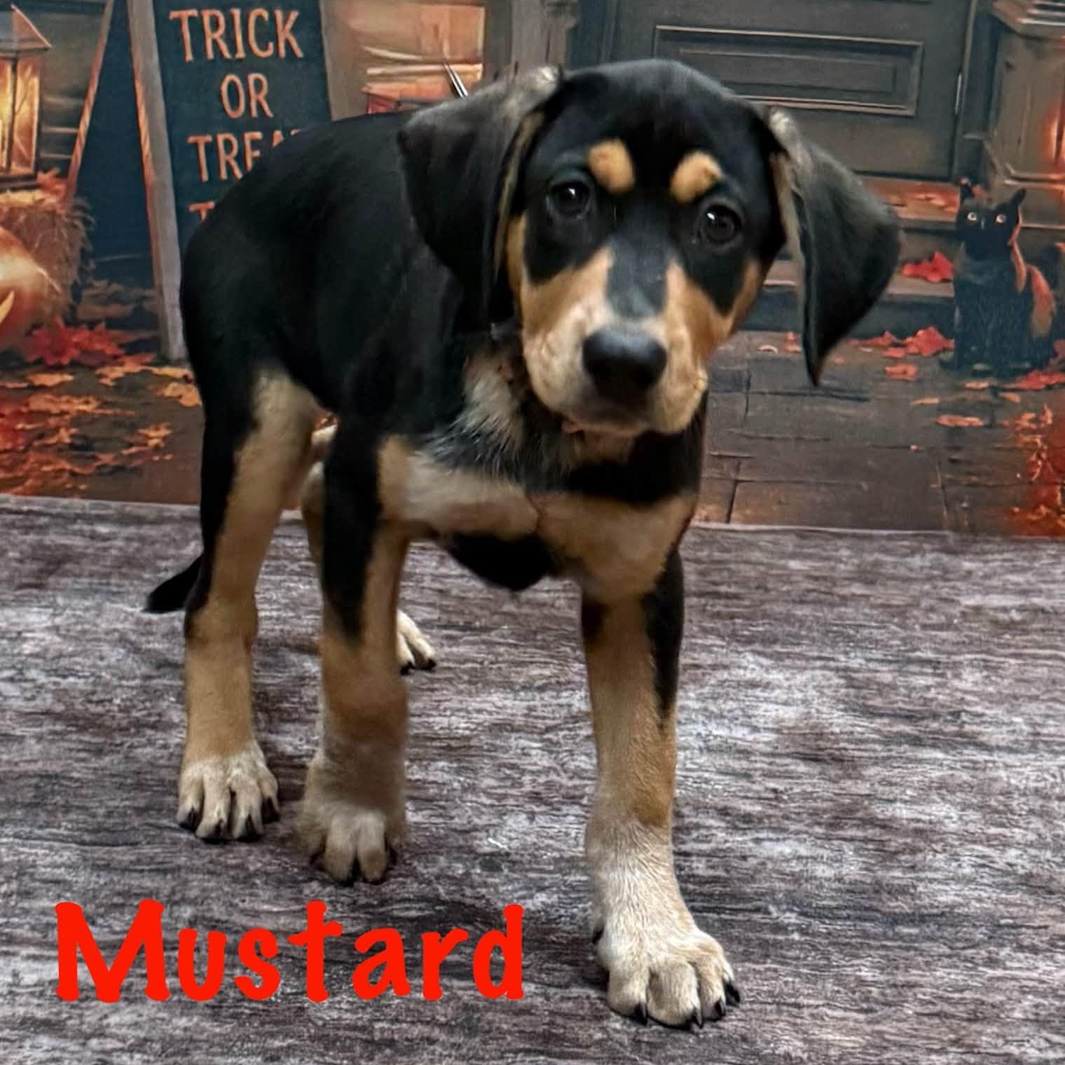 Mustard, Adoptable, Puppy Female Plott Hound.