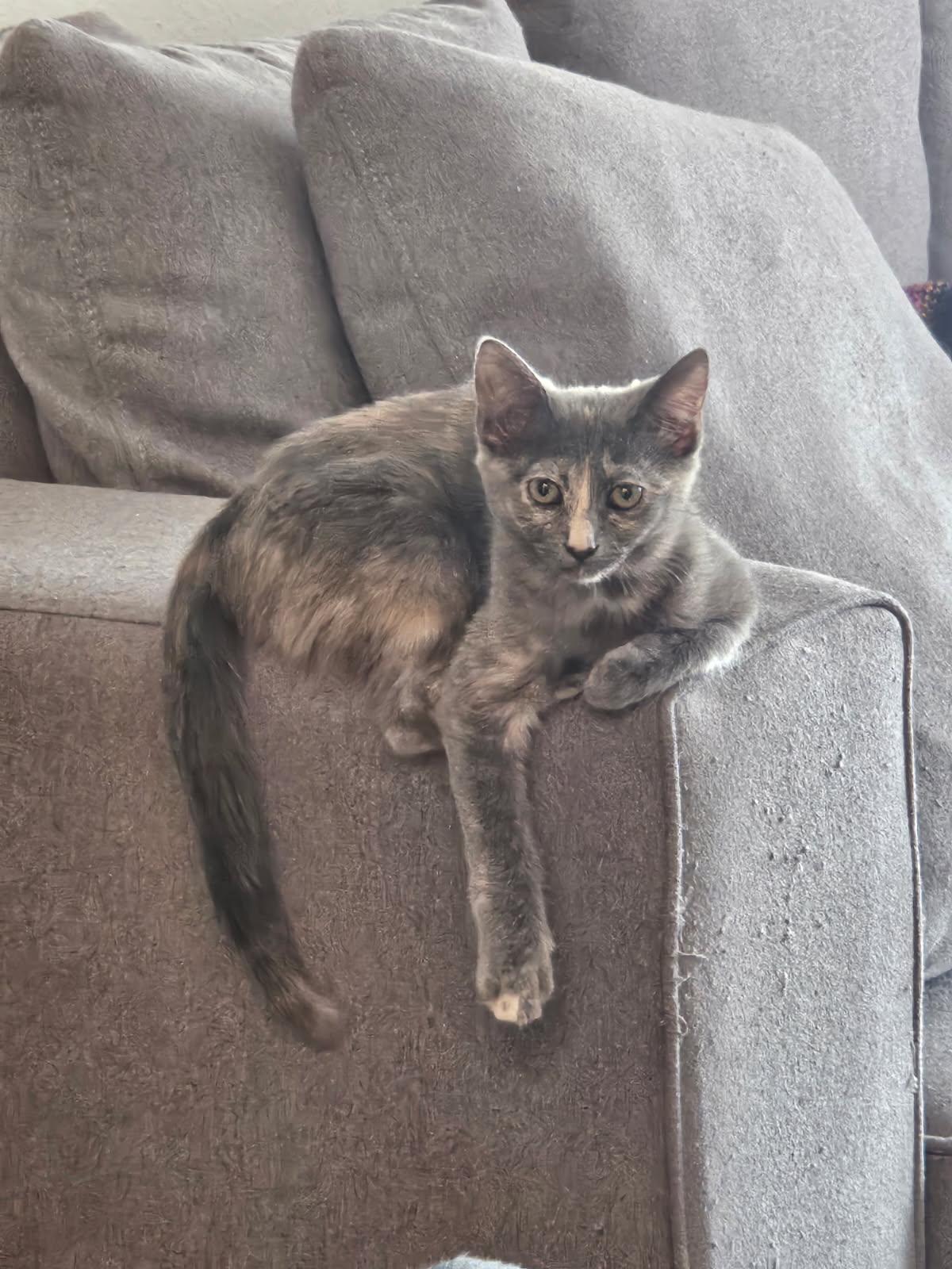 Enlarge Hari, a Adopted Domestic Short Hair in Los Angeles, CA image 4/5
