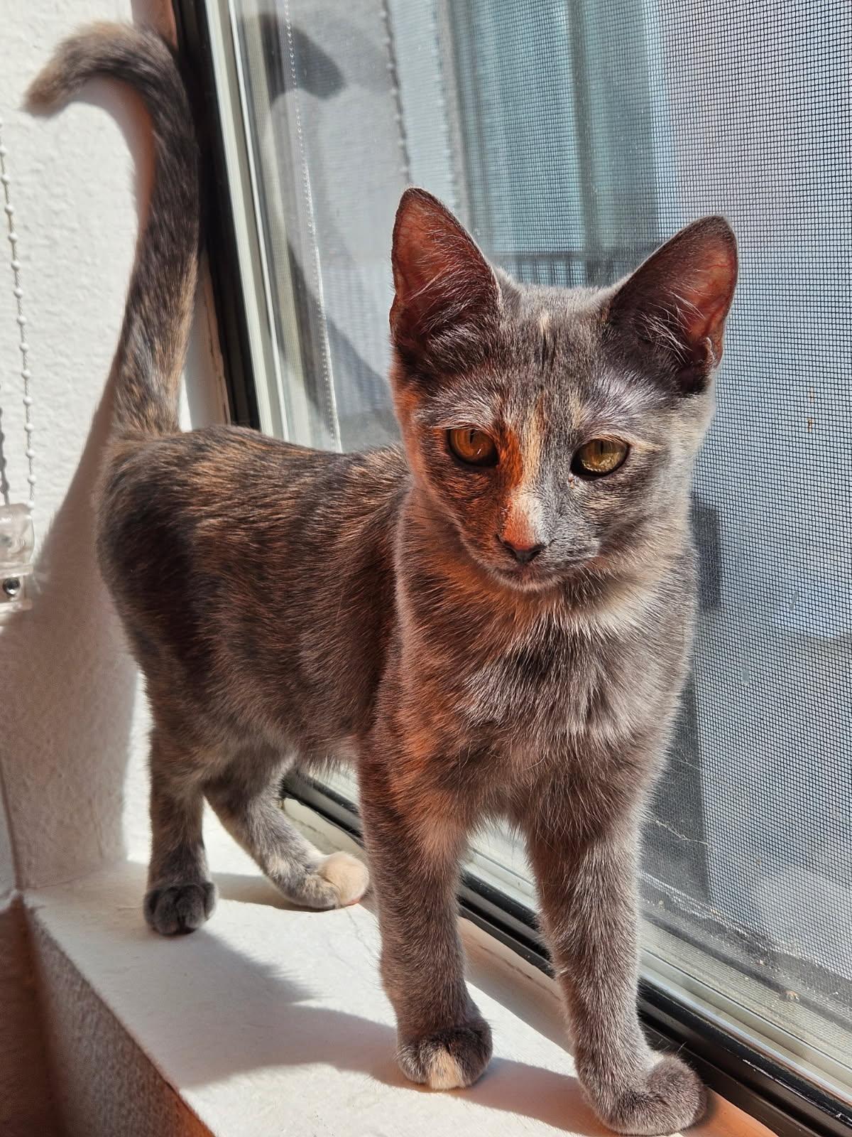 Hari, Adopted, Kitten Female Domestic Short Hair.