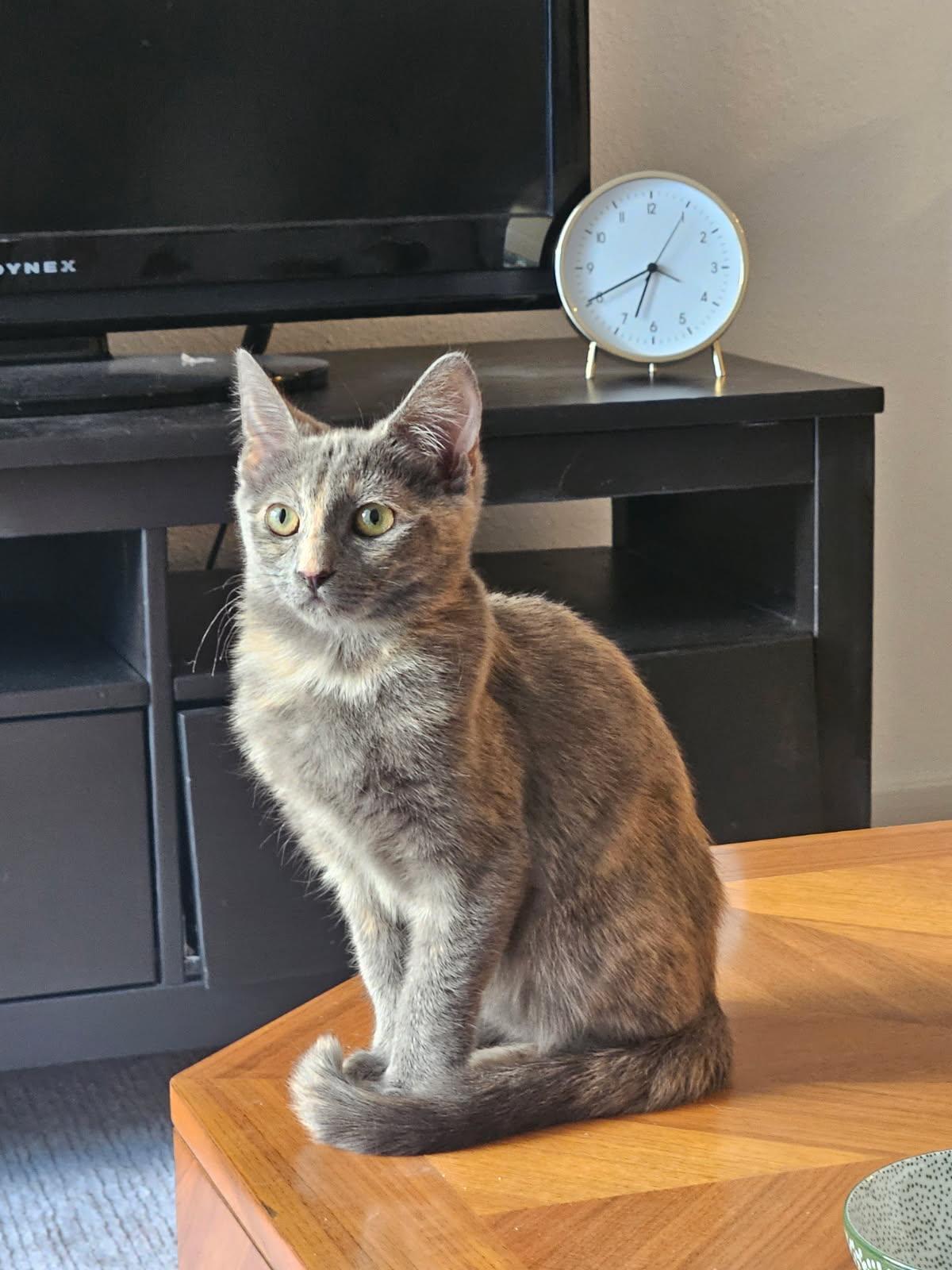 Enlarge Hari, a Adopted Domestic Short Hair in Los Angeles, CA image 5/5