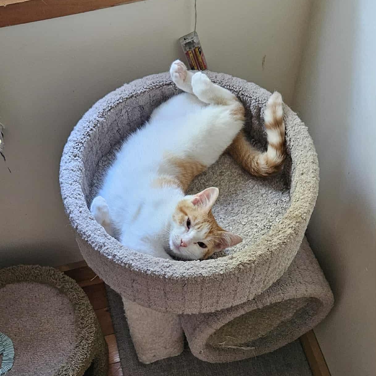 Enlarge Ozzy, an adoptable Domestic Short Hair in New Bedford, MA image 4/6