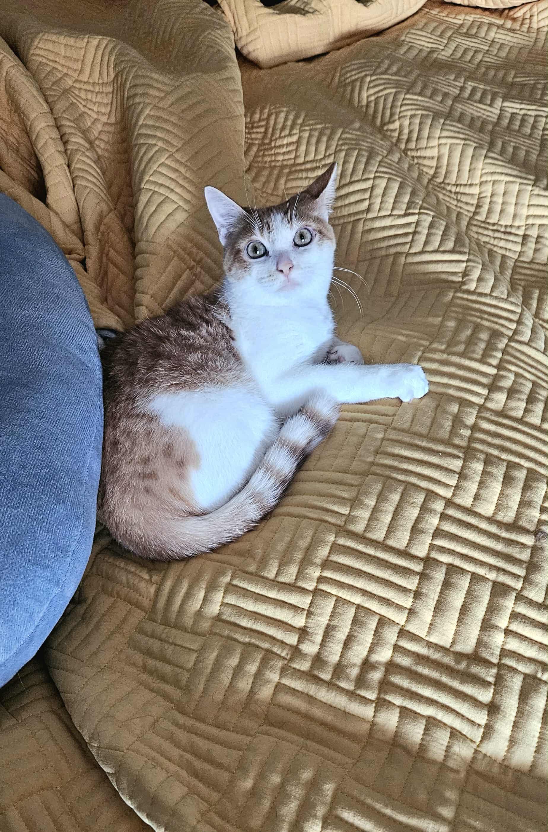 Ozzy, adoptable, Kitten Male Domestic Short Hair.