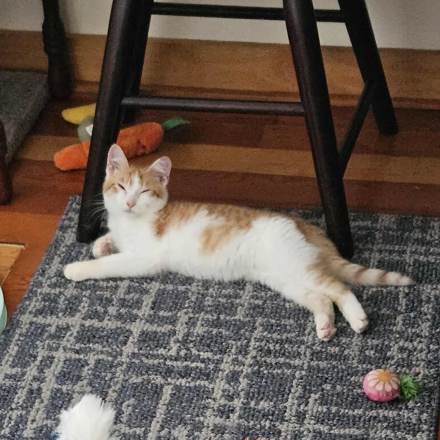 Enlarge Ozzy, an adoptable Domestic Short Hair in New Bedford, MA image 5/6