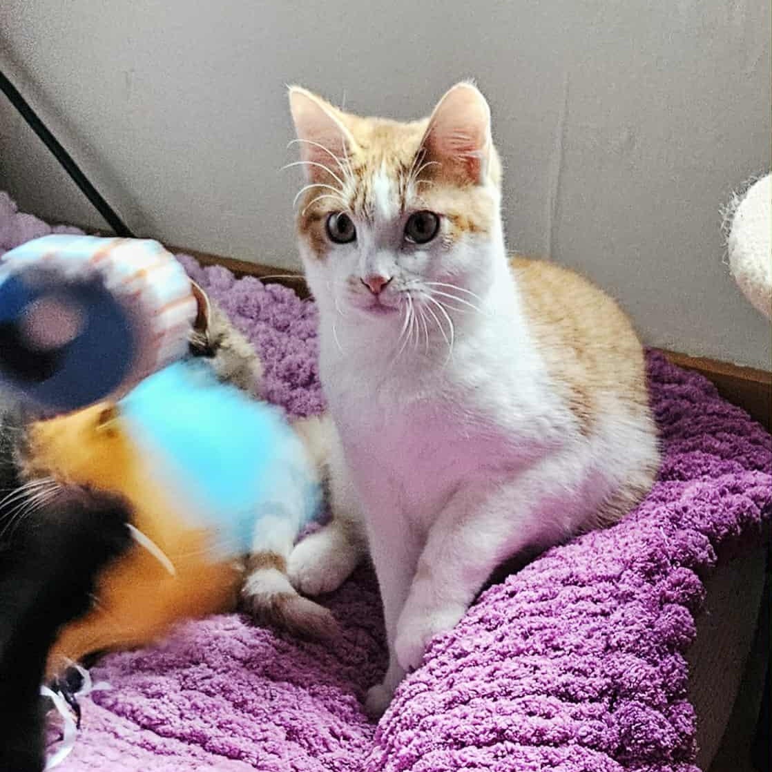 Ozzy, adoptable, Kitten Male Domestic Short Hair.