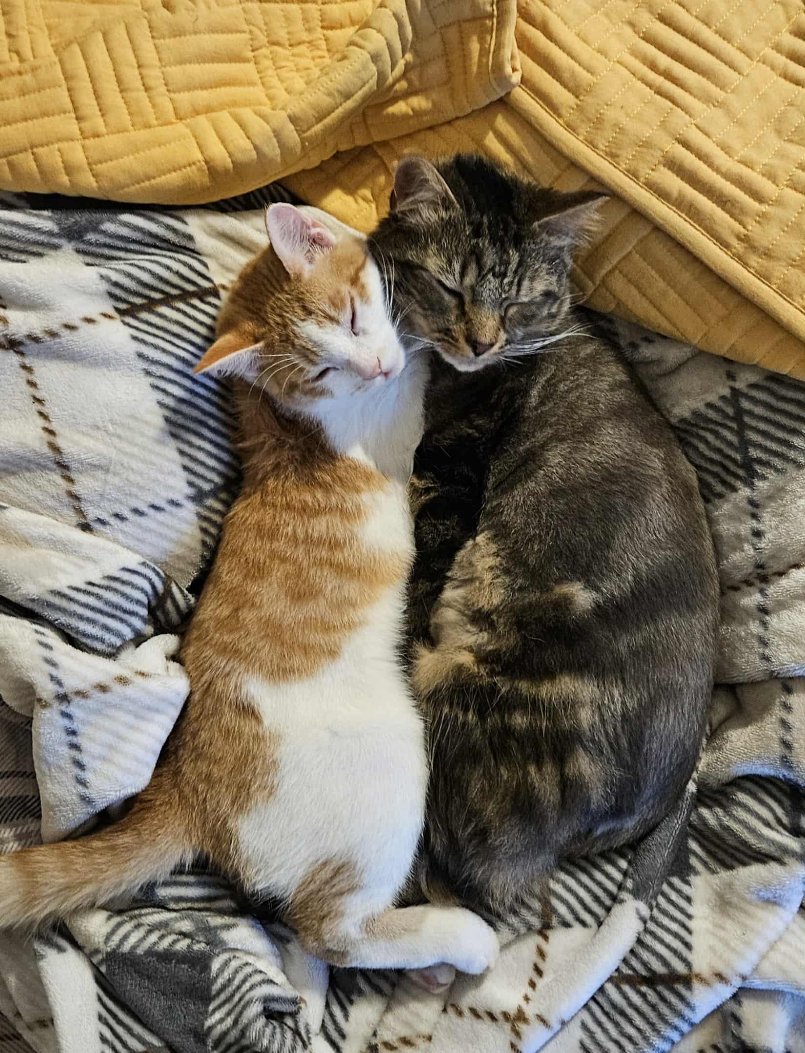 Enlarge Ozzy, an adoptable Domestic Short Hair in New Bedford, MA image 6/6