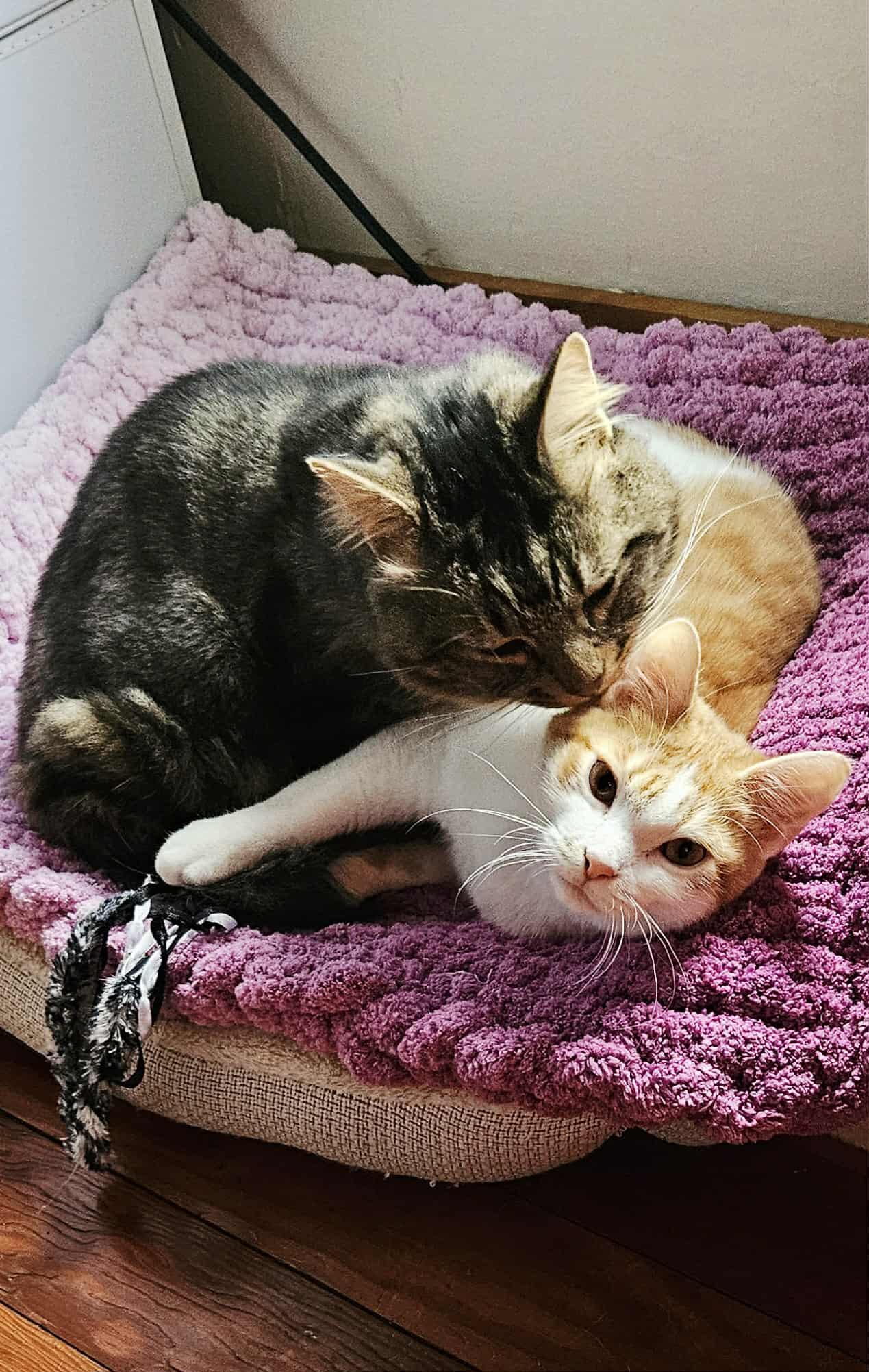 Enlarge Ozzy, an adoptable Domestic Short Hair in New Bedford, MA image 3/6