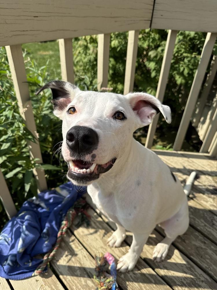 Enlarge Griffin, a Adoptable mixed breed in New Albany, OH image 1/5