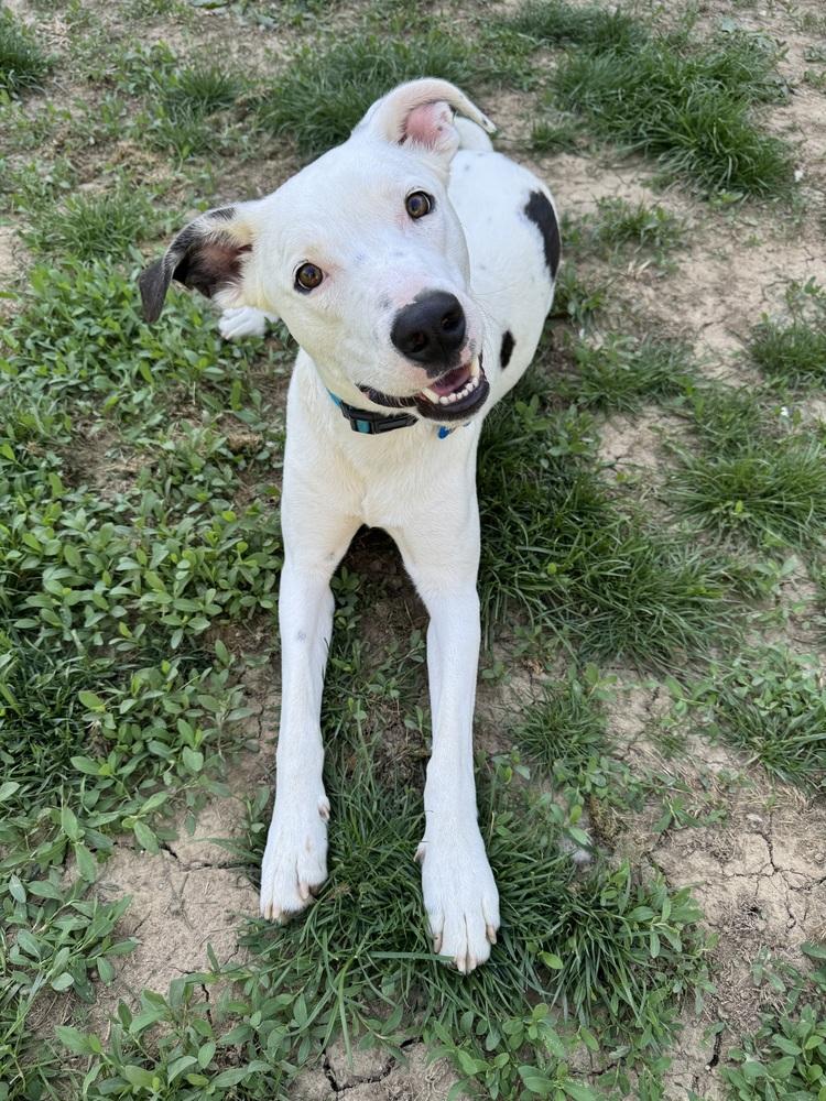 Griffin, Adoptable, Young Male Greyhound.