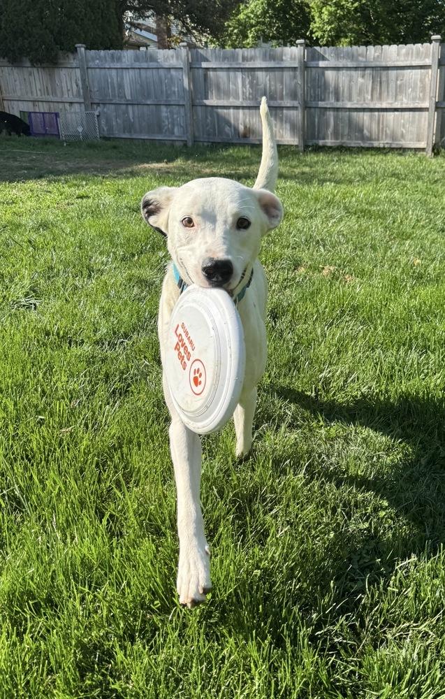Enlarge Griffin, a Adoptable mixed breed in New Albany, OH image 2/4