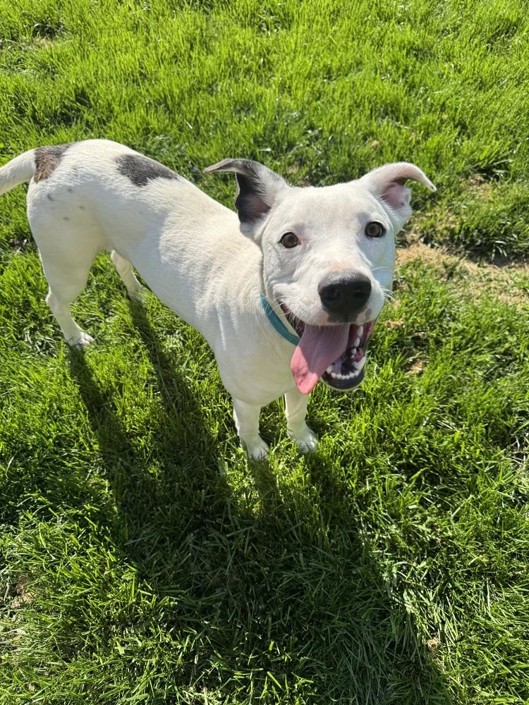 Enlarge Griffin, a Adoptable mixed breed in New Albany, OH image 3/4