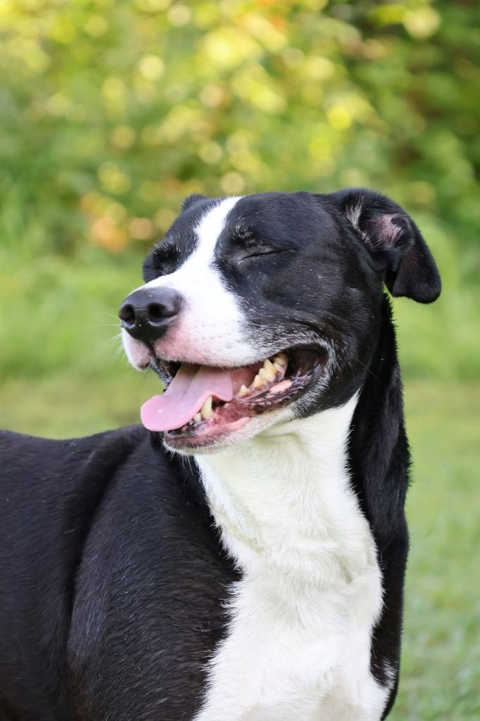 Suki, Adoptable, Adult Female Mixed Breed.
