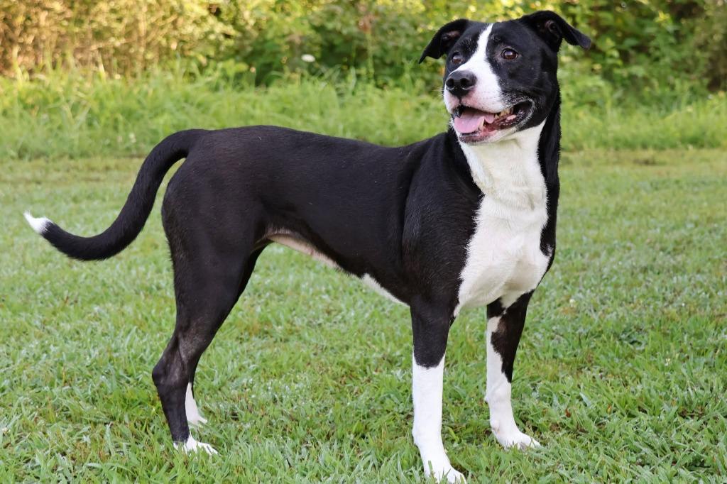 Enlarge Suki, a Adoptable mixed breed in Columbia, TN image 2/3
