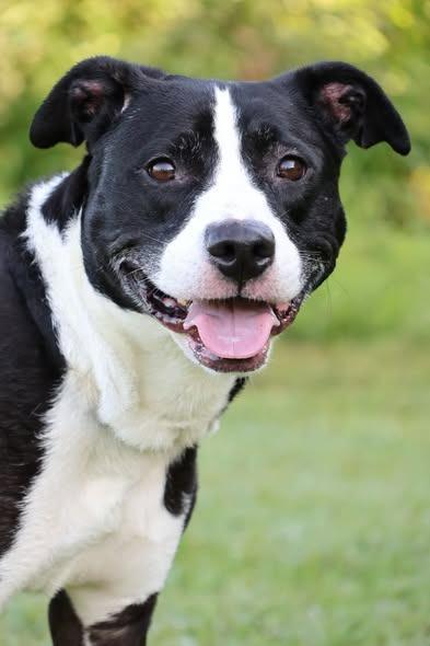 Enlarge Suki, a Adoptable mixed breed in Columbia, TN image 3/3