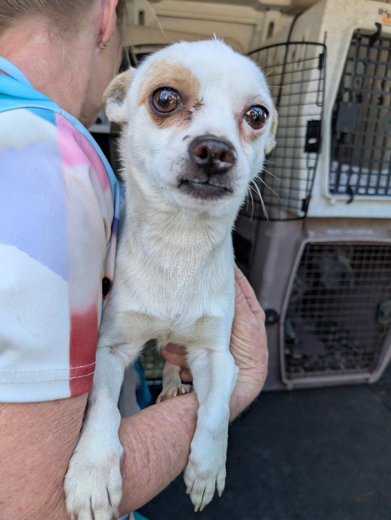 Sid, Adoptable, Adult Male Mixed Breed.