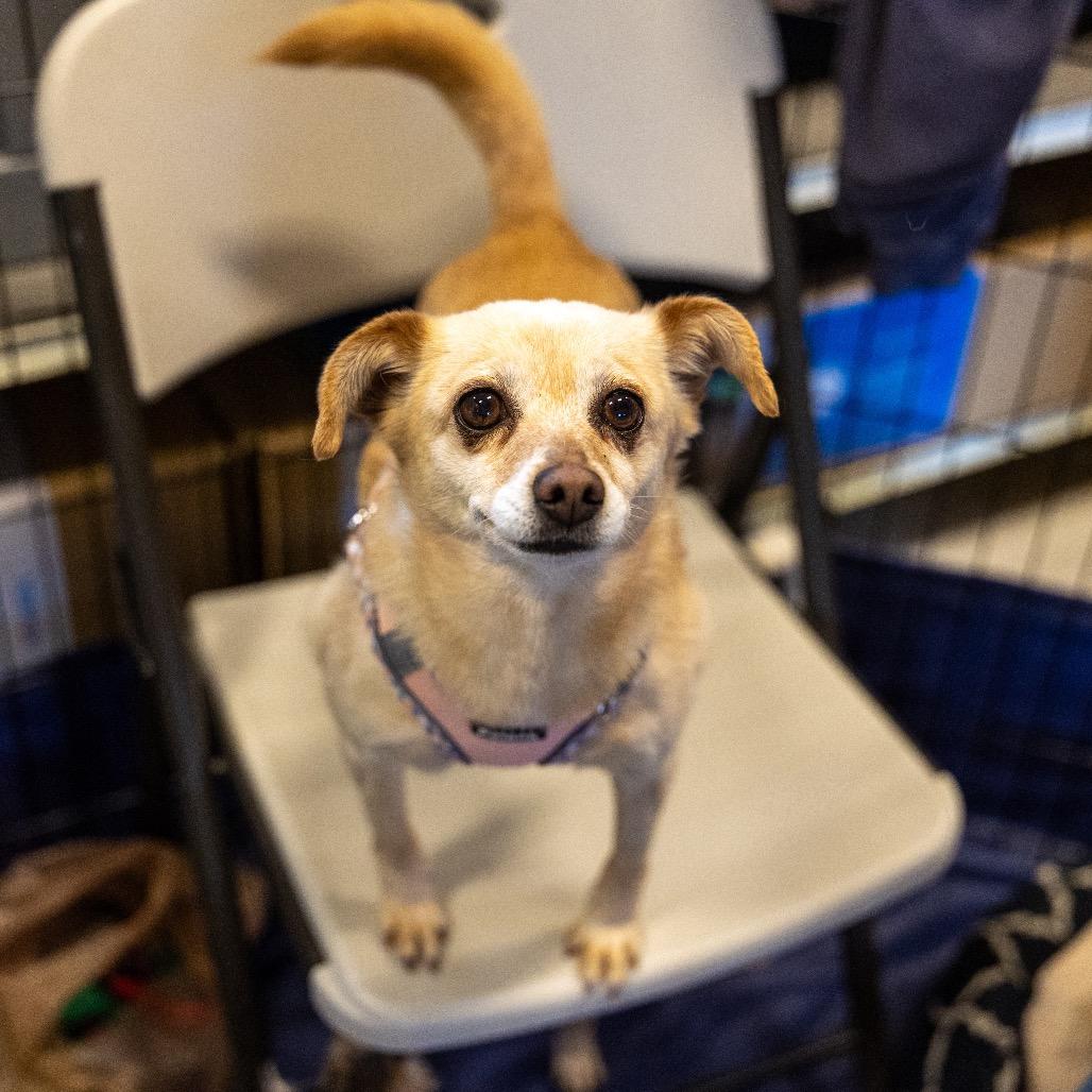 Hannah, Adoptable, Senior Female Miniature Pinscher & Pomeranian.