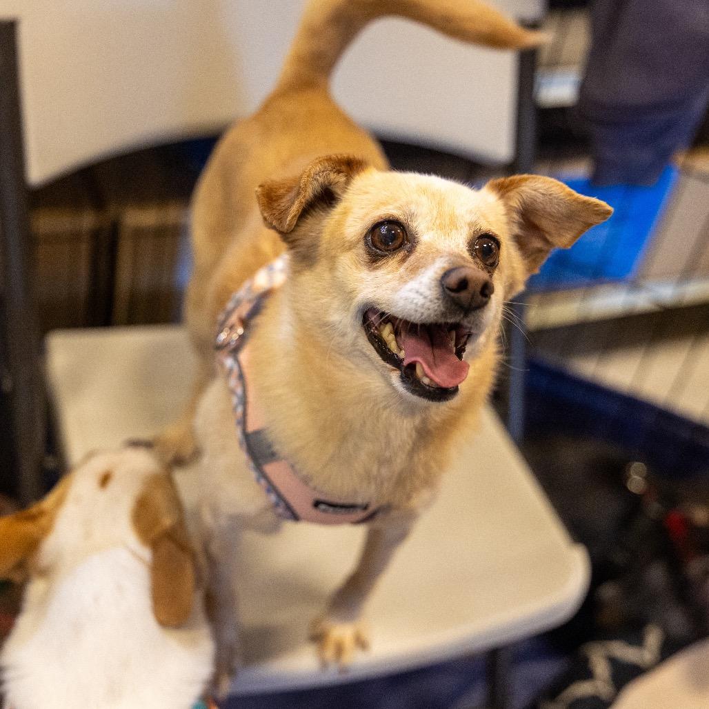 Enlarge Hannah, a Adoptable mixed breed in Las Vegas, NV image 2/4