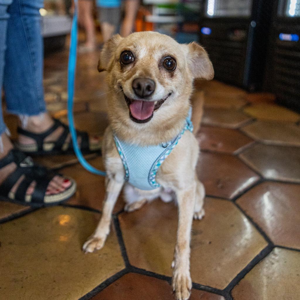 Enlarge Hannah, a Adoptable mixed breed in Las Vegas, NV image 3/4