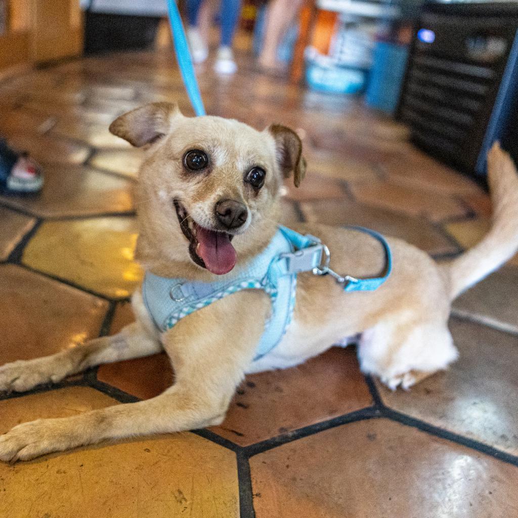 Enlarge Hannah, a Adoptable mixed breed in Las Vegas, NV image 4/4