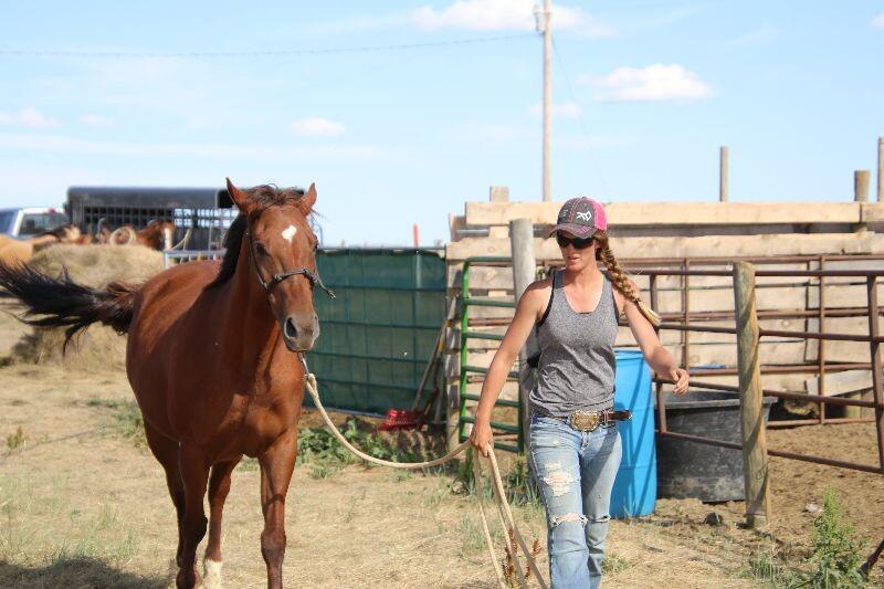 Enlarge Lucy, a Adoptable Quarterhorse in Scotland, SD image 2/6